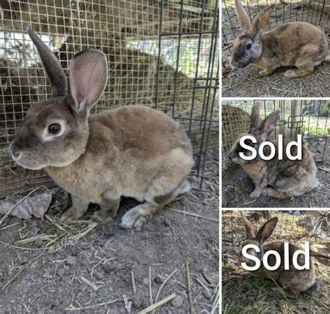 see also. . Craigslist rabbits for sale